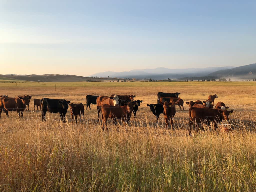 Cows in Montana